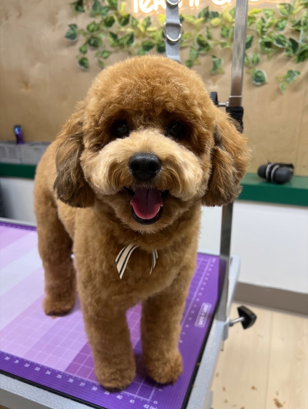 A small fluffy brown dog wearing a bowtie, standing on a grooming table and smiling at the camera
