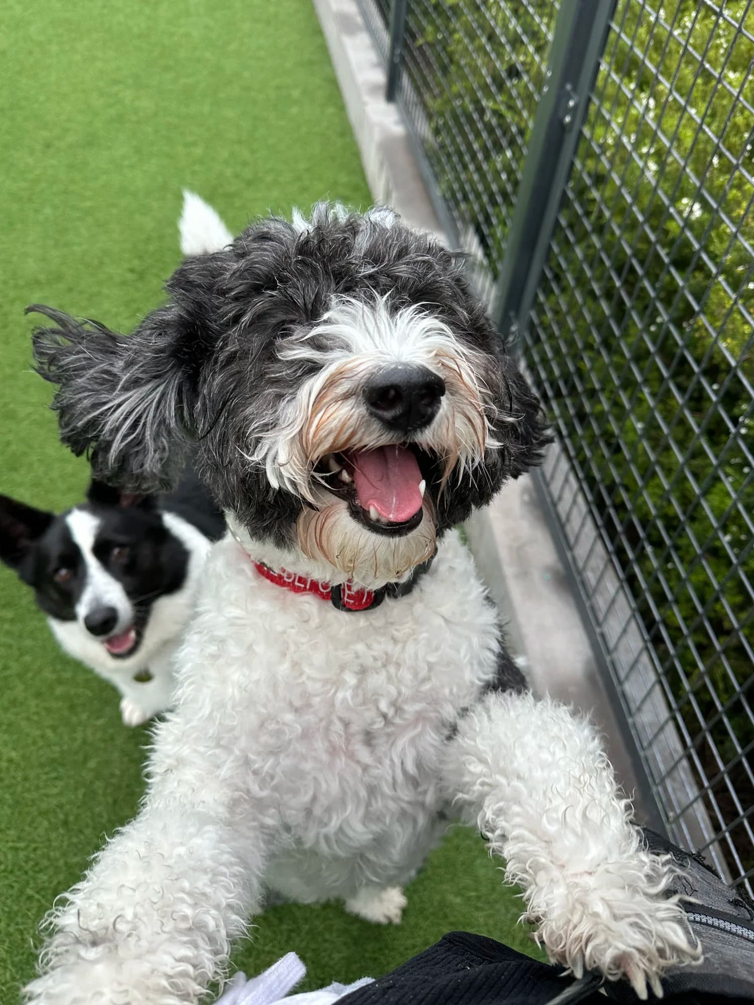 Two happy black and white dogs playing on a grassy outdoor patio behind a metal fence